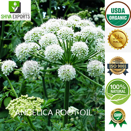 angelica-root-oil-buy-angelica-archangelica-essential-oil-shiva