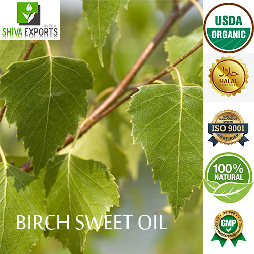 Birch (Sweet) Essential Oil