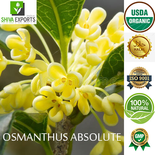 Osmanthus best sale different company