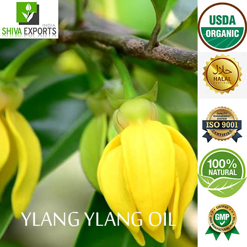 Ylang ylang perfume discount oil