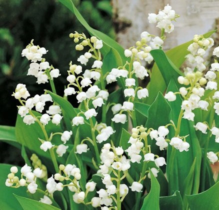 Muguet (Lily of The Valley, Convallaria Majalis) Absolute Essential Oil, Size: 120ml (4oz)