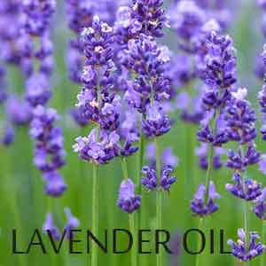 The Benefits of Lavender