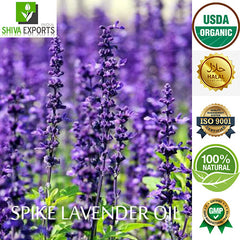 Spike Lavender Oil (Lavandula Latifolia) - Buy Best Essential Oils in
